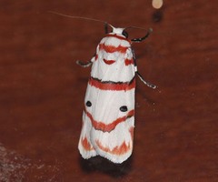 Cyana perornata