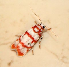 Cyana pseudojavanica