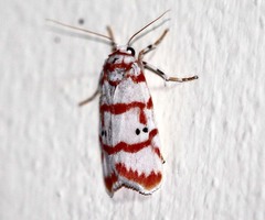 Cyana pseudojavanica