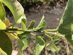 Vincetoxicum cordatum
