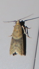 Ptyomaxia trigonogramma
