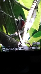 Dicaeum haematostictum