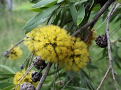 Asteromyrtus symphyocarpa