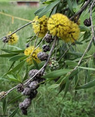 Asteromyrtus symphyocarpa
