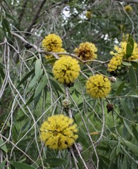 Asteromyrtus symphyocarpa
