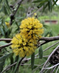 Asteromyrtus symphyocarpa