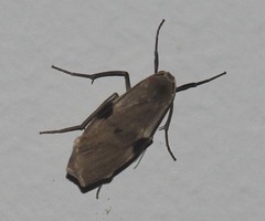 Macotasa nubeculoides