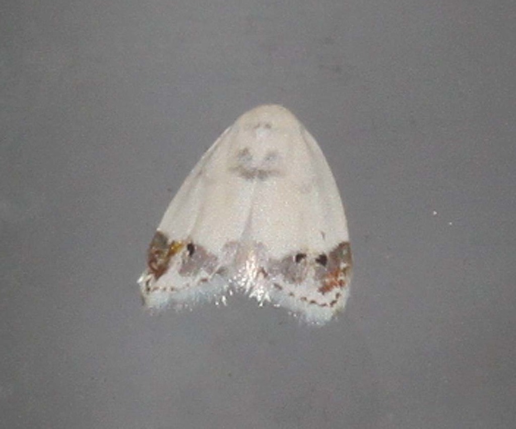 Neoduma ectozona