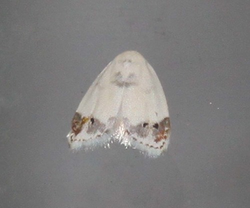 Neoduma ectozona