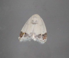 Neoduma ectozona