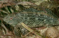 Cockatoo Fish photo 2