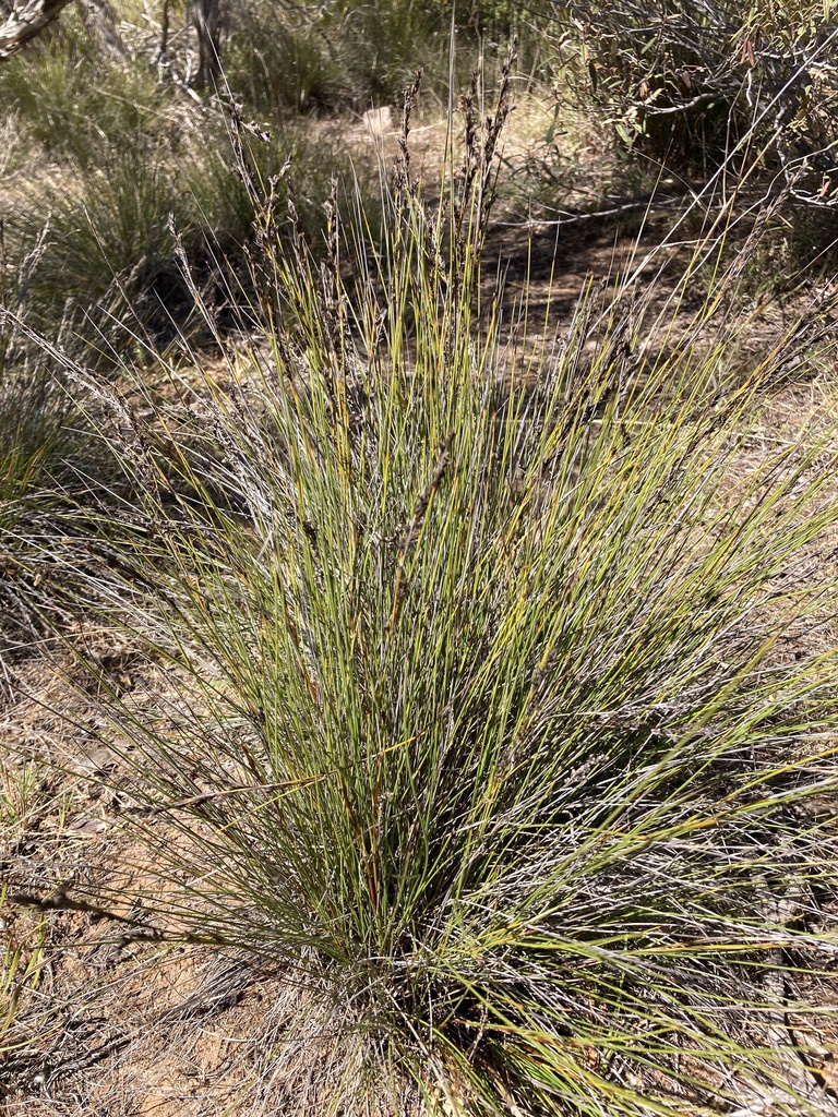 Lepidosperma from Ramsay Conservation Park, Ramsay, SA, AU on October ...