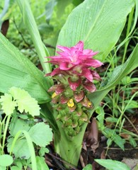 Curcuma australasica