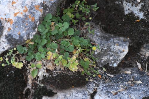 Kingston Mountains ivesia (Potentilla patellifera)