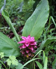 Curcuma australasica