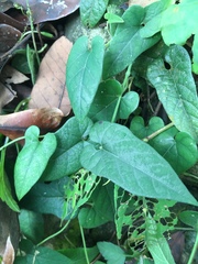 Aristolochia kaempferi