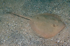 Common Stingaree photo 2