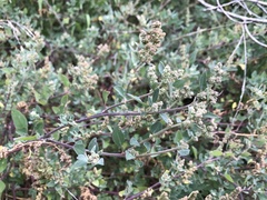 Chenopodium mucronatum