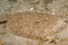 Pseudorhombus arsius