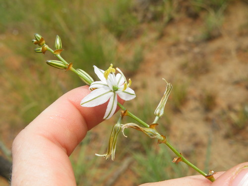 Image of Chlorophytum recurvifolium by (c) Antoinette Eyssell Knox, some rights reserved (CC BY-SA)