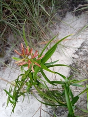 Dracaena reflexa image