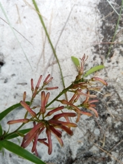 Dracaena reflexa image