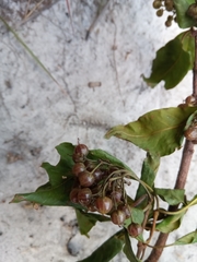 Psorospermum cerasifolium image