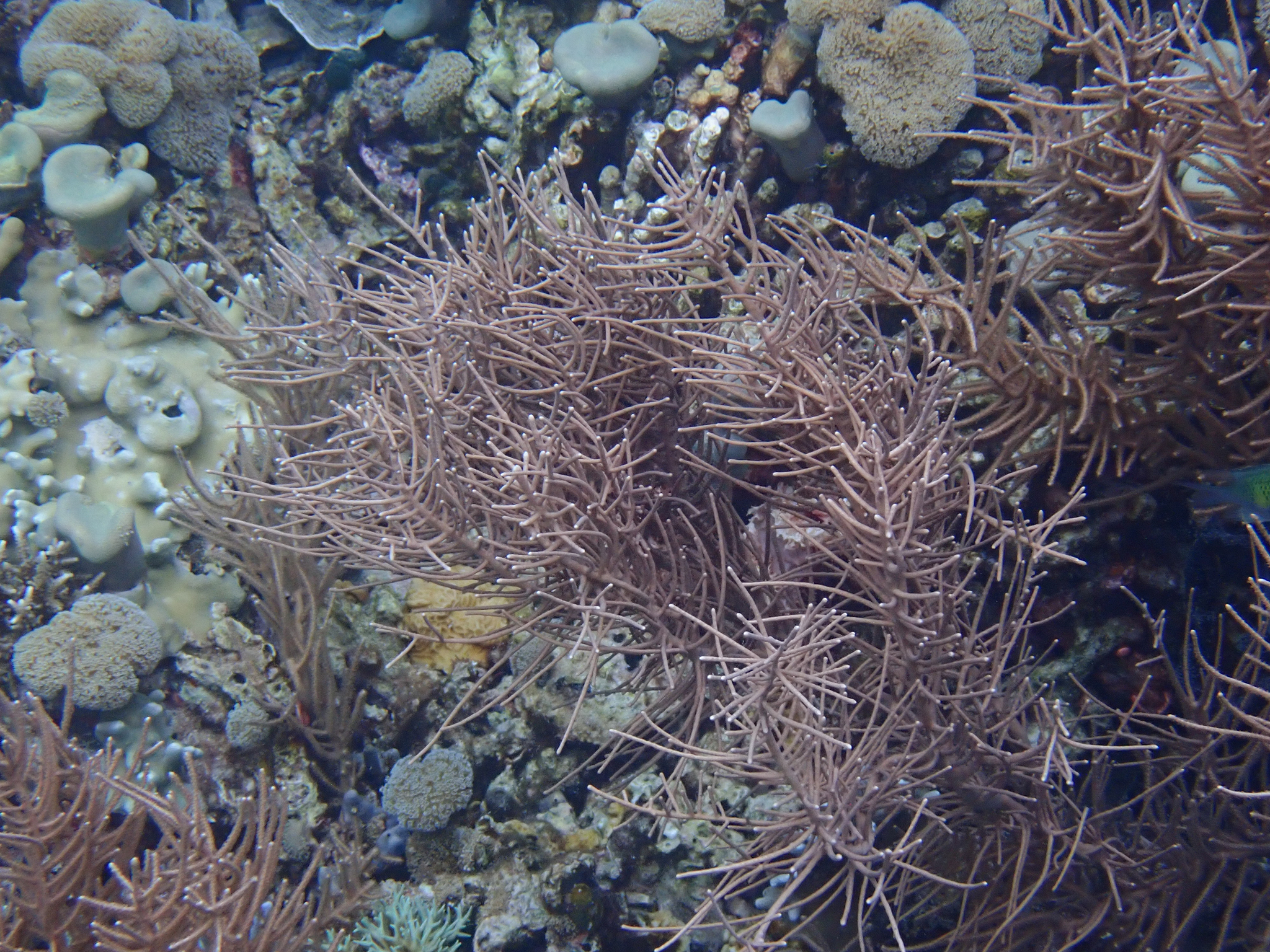 Pinnigorgia flava (Nutting, 1910)