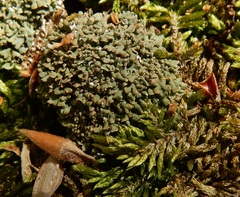 Cladonia symphycarpa
