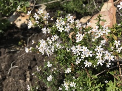 Chaenostoma integrifolium