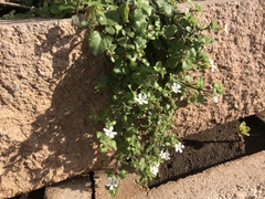 Chaenostoma integrifolium