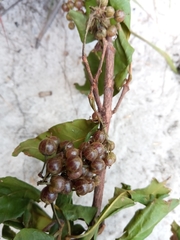 Psorospermum cerasifolium image