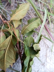 Image of Psorospermum cerasifolium