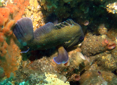 Acanthistius ocellatus