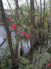 Lonicera sempervirens sempervirens