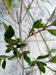 Peponidium