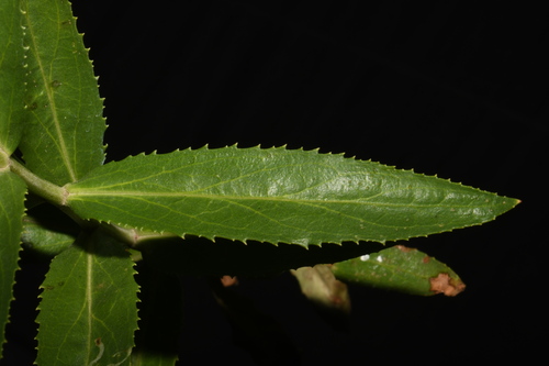 Image of Penstemon venustus by (c) Brian Finzel, some rights reserved (CC BY-SA)