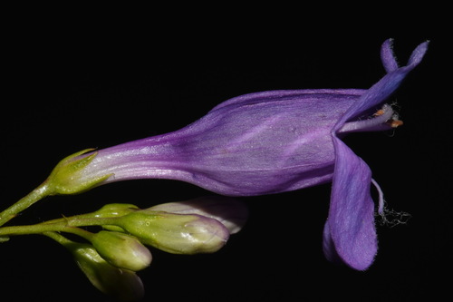 Image of Penstemon venustus by (c) Brian Finzel, some rights reserved (CC BY-SA)