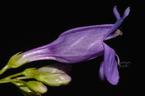 Image of Penstemon venustus by (c) Brian Finzel, some rights reserved (CC BY-SA)