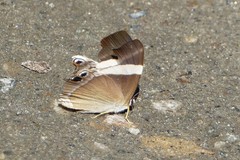 Abisara neophron