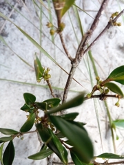 Peponidium