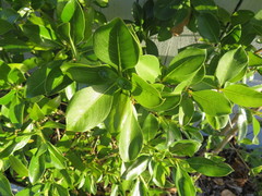 Coprosma macrocarpa minor