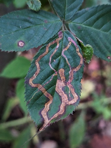 Agromyza vockerothi photo 6