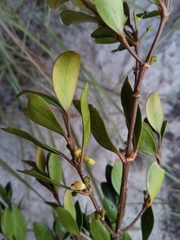 Peponidium