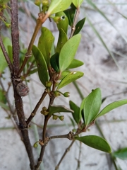 Peponidium