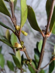 Peponidium