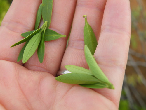 Image of Empogona lanceolata by (c) Antoinette Eyssell Knox, some rights reserved (CC BY-SA)