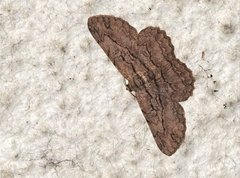 Hypomecis transcissa