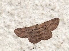 Hypomecis transcissa