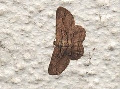 Hypomecis transcissa